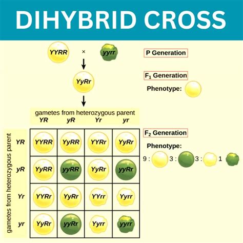 Dihybrid Cross