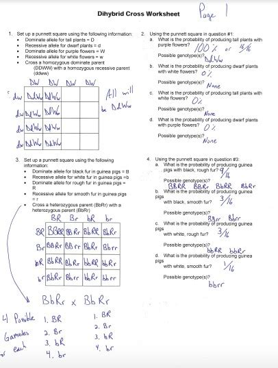 Dihybrid Cross Answer Key