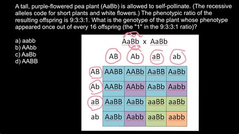 Full Download Dihybrid Cross Problems With Solution 