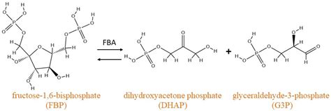 dihydroxyacetone phosphate <=> D-glyceraldehyde 3-phosphate