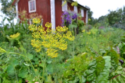 dillkronor; dillstjälkar; malen  peppar Varva sedan gurkskivorna  tillsammans dillkronor  samt dillstjälkar  inom  ett ren burk.