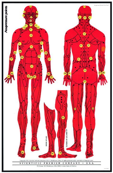 Dim Mak Pressure Points Chart