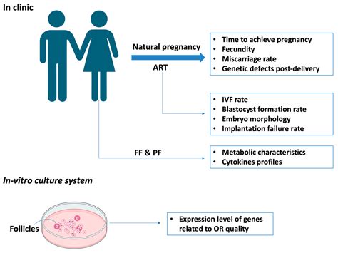 diminished ovarian reserve deutsch