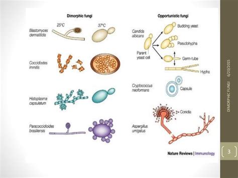 Dimorphic Fungi Example