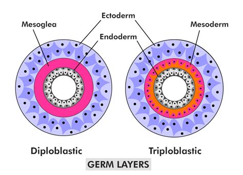 Diploblastic And Triploblastic