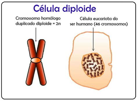 Diploide E Haploide