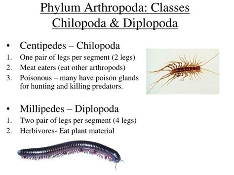 Diplopoda Characteristics