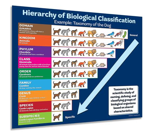Directed Section Categories Of Biological Classification Key