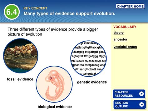 directed section evidence of evolution answer key