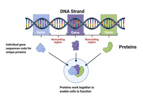 directed section from genes to proteins answers