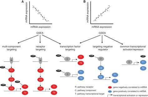 directed section gene regulation and structure answer