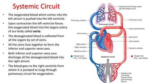 Directed Section The Circulatory System Answer Key