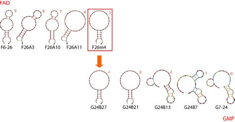 directed section the origins of genetics