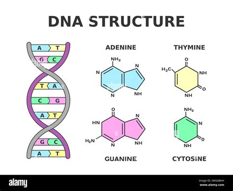 Directed The Structure Of Dna Answer Key