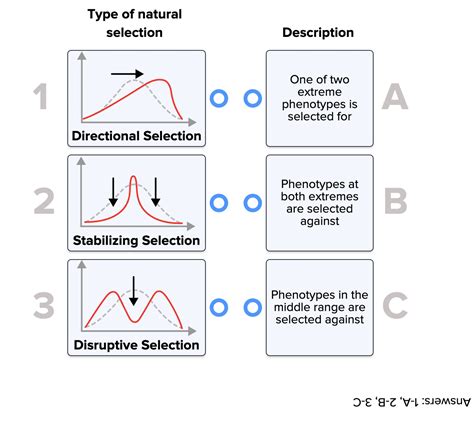 Directional Disruptive And Stabilizing Selection