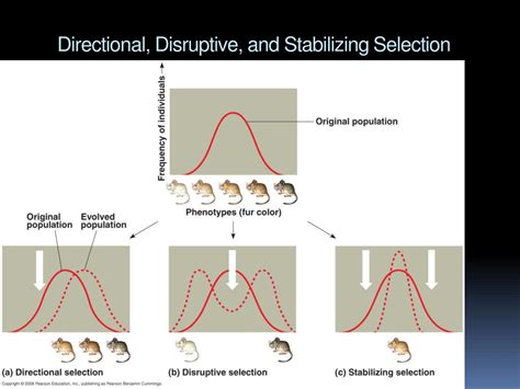 Directional Disruptive Stabilizing Selection