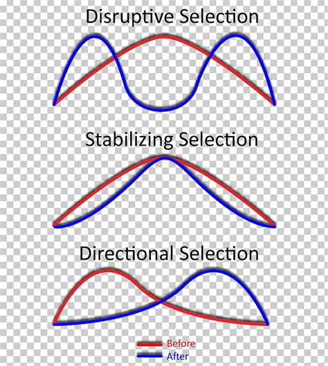 Directional Stabilizing And Disruptive Selection