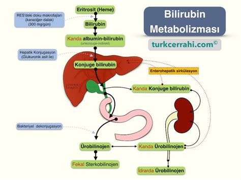 direkt bilirubin ne demeks