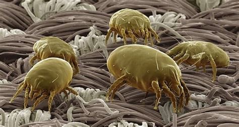 Download Dirt Mites User Guide 