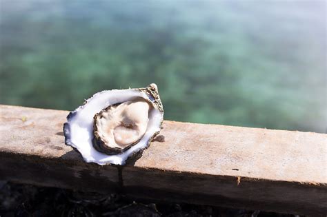 Discover the Best West Coast Oysters from Coffin Bay – A Taste of the Sea!