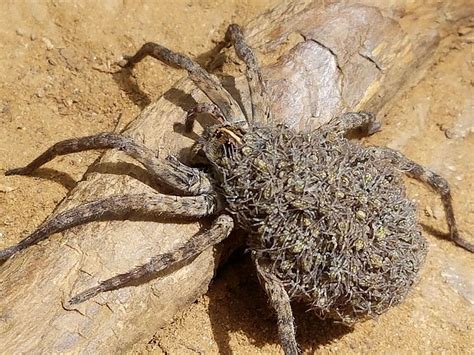 Discover the Fascinating World of South Australian Spiders: A Guide to the Creepy Crawlers of the Outback