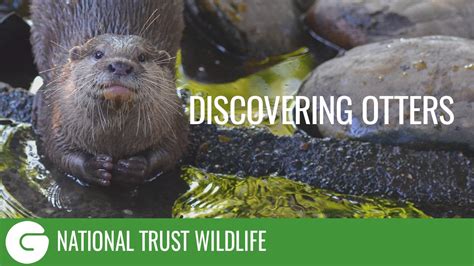 Download Discovering Otters 