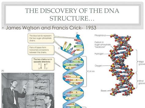Discovery Of The Structure Of Dna Article Khan Dna Science Experiment - Dna Science Experiment