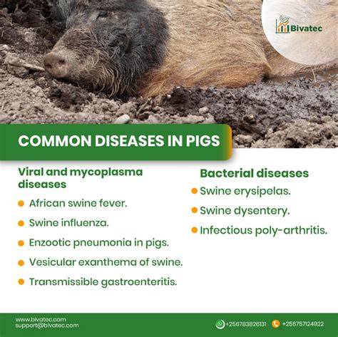 diseases of swine