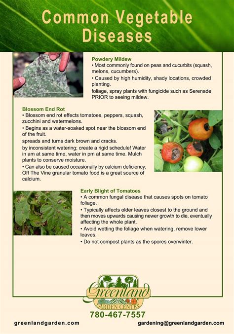 Diseases Of Vegetables
