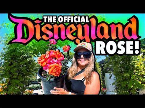 disneyrose onlyfans
