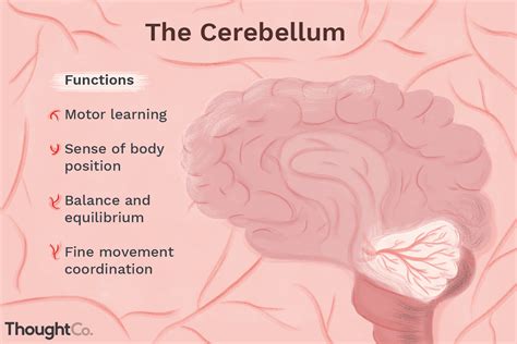 Full Download Disorders Of The Cerebellum And Its Connections Free 