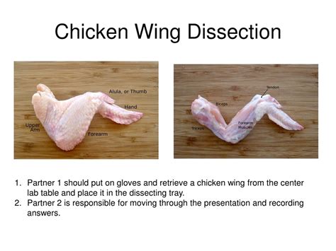 Dissect Chicken Wing