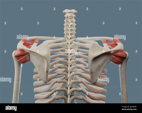 Dissected Shoulder Anatomy