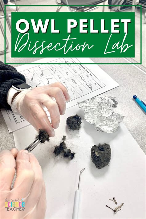 Dissecting Owl Pellets Lesson Plan For 4th 12th Owl Pellet Worksheet 4th Grade - Owl Pellet Worksheet 4th Grade