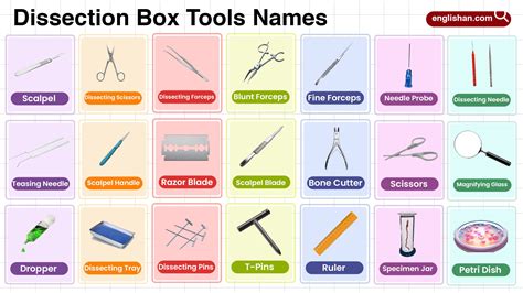 Dissection Box Tools Names With Pictures