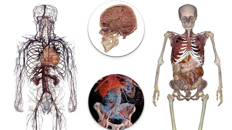 Dissection For Human Anatomy
