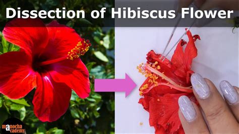 Dissection Of Hibiscus