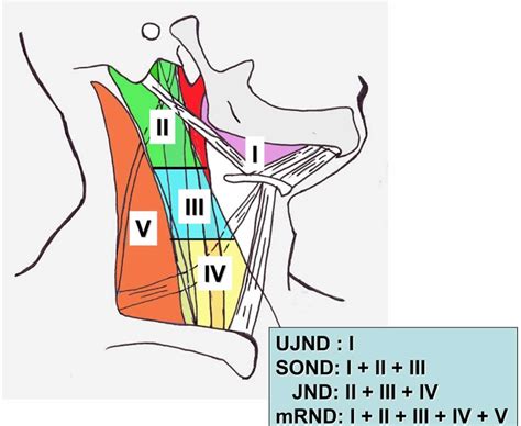 Dissection Of Neck