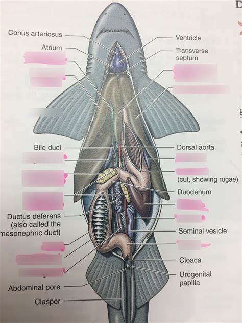 Download Dissection Guide For The Fish 