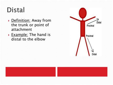Distal Definition