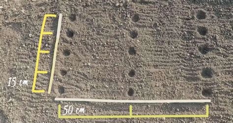 distanza semina fagioli borlotti