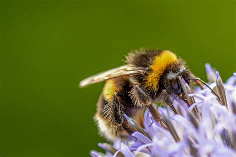 Distribution De Bumblebee