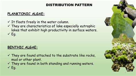 Distribution Of Algae