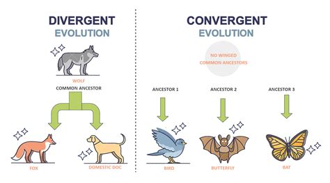 Divergent Evolution Example
