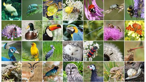 Diversity Of Life