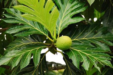 Read Online Diversity Of Breadfruit Artocarpus Altilis Moraceae 