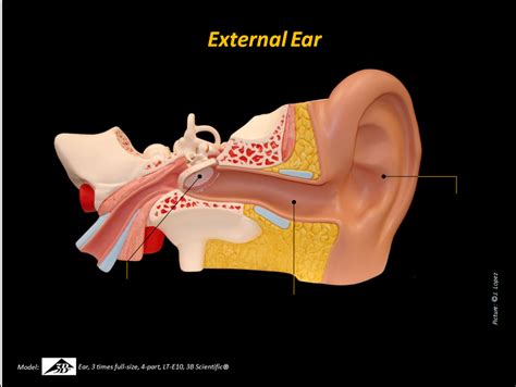 veodersti.rgarabwor.edu.pl. 