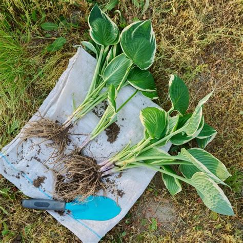 dividing hostas in fall