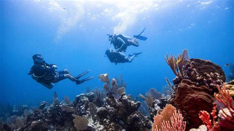 Read Diving Padi Divemaster Exam Study Guide 
