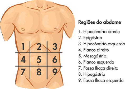 Divisao Do Abdome